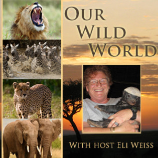 Our Wild World